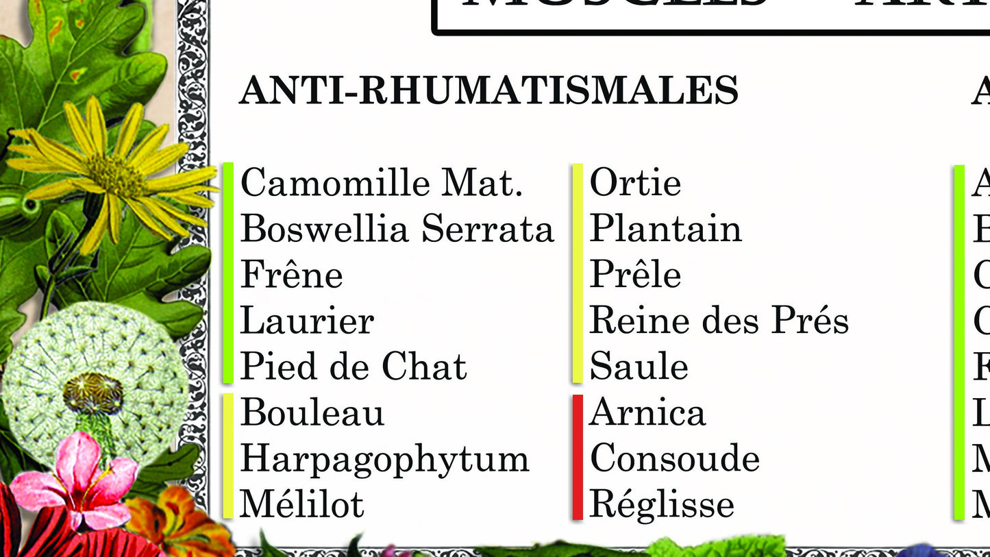 Poster "La phytothérapie"