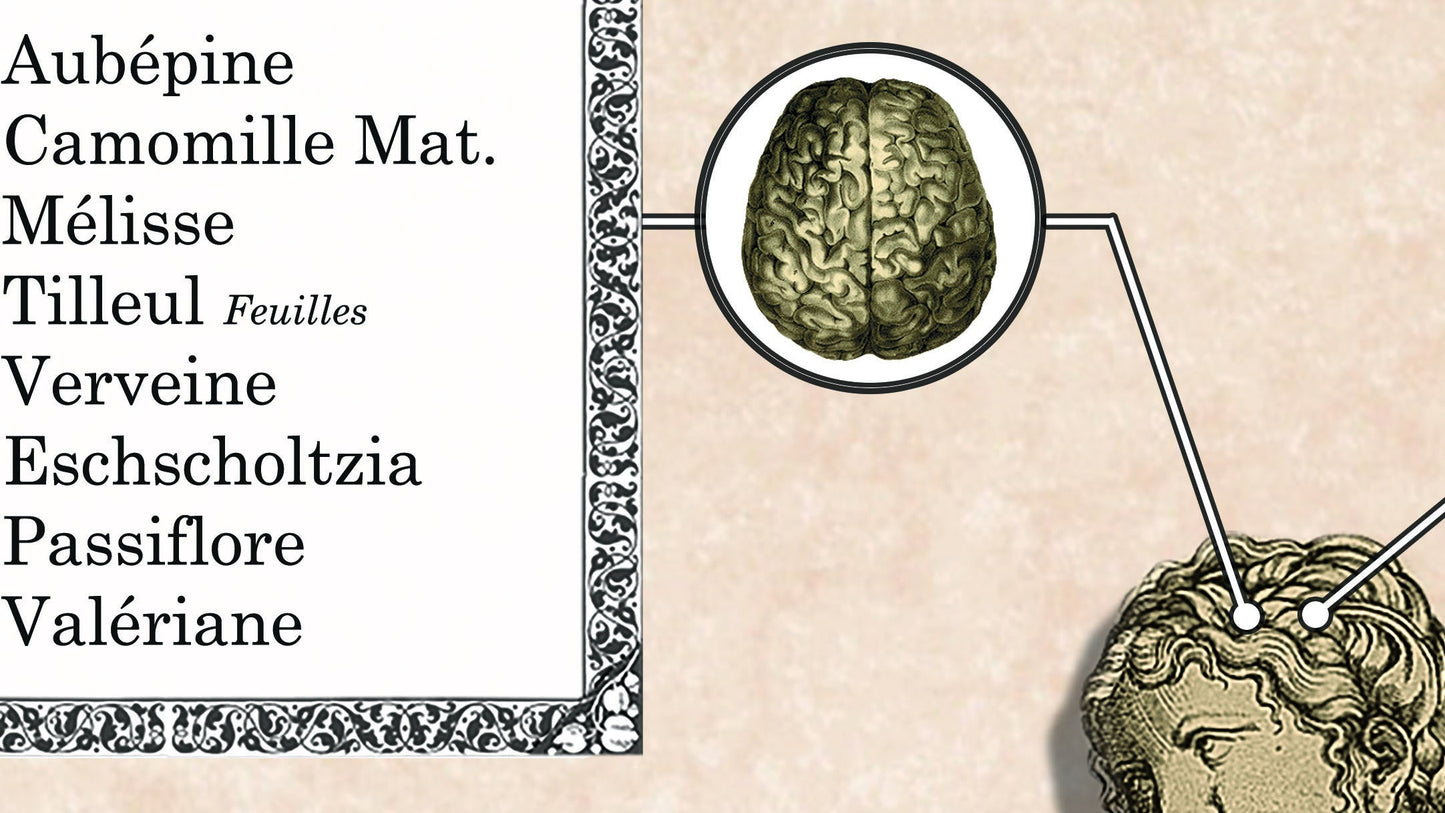 Poster "La phytothérapie"