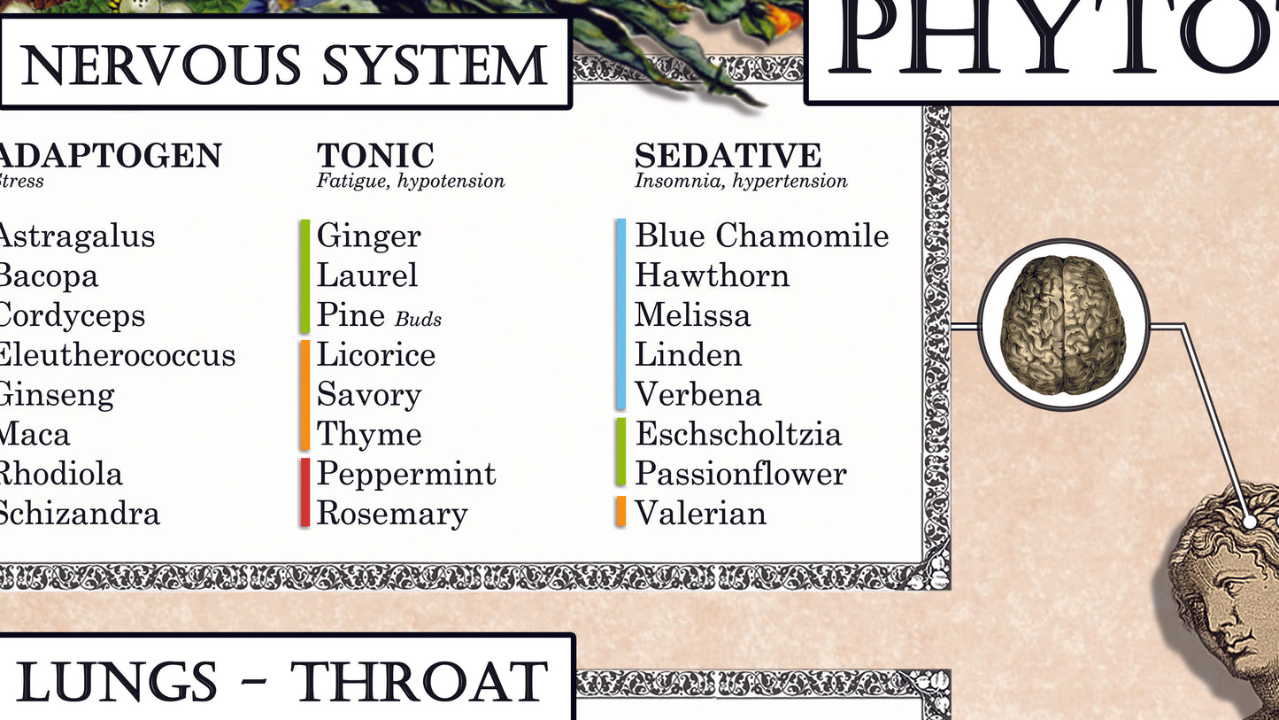 Poster "Herbal Medicine"